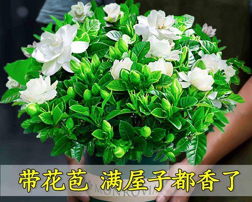 好养活的花卉植物大盘点（15种不易死亡的花卉植物）