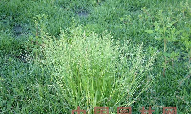 禾本科代表植物品种及特点（探寻禾本科植物的生态与人类利用）