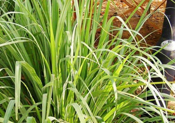 禾本科植物——草的王国（探秘禾本科植物的繁荣时代与生态价值）