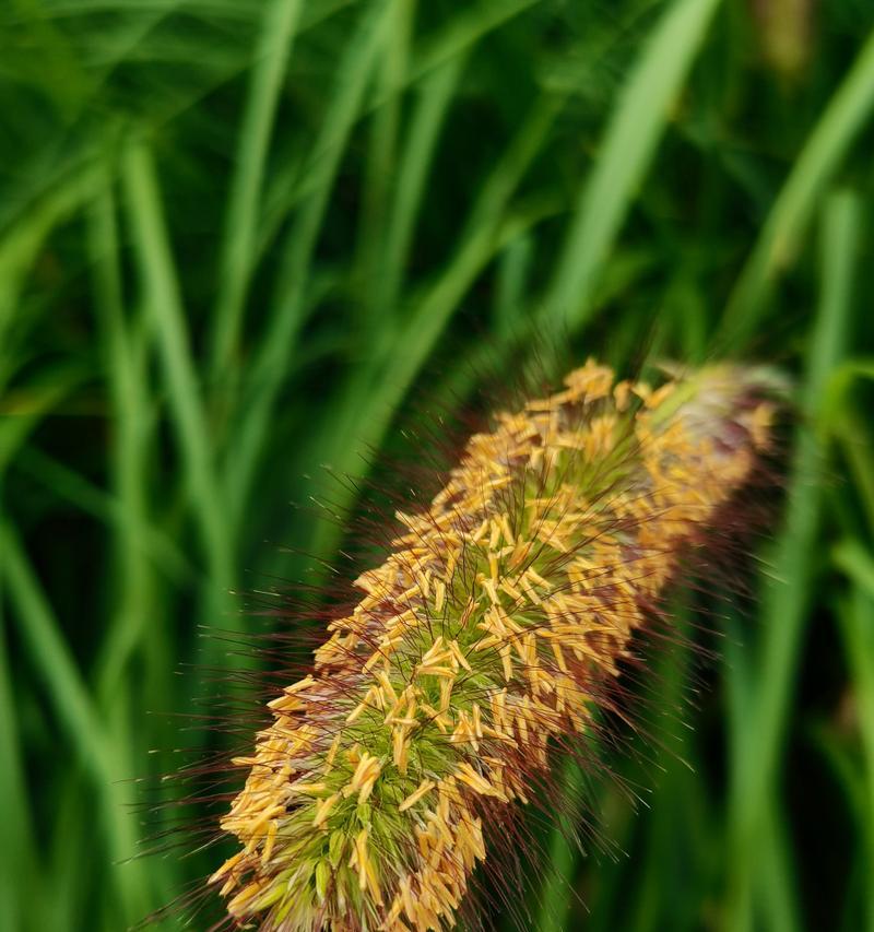 禾本科植物——草的王国（探秘禾本科植物的繁荣时代与生态价值）