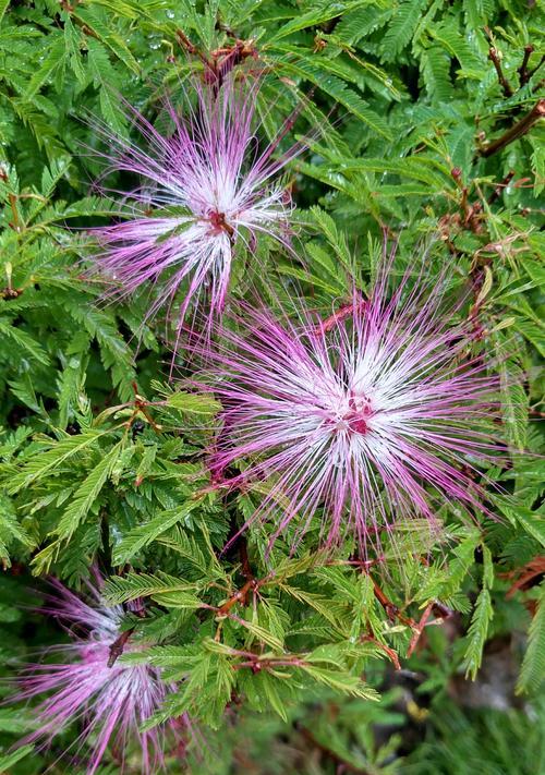 合肥市花——桂花（探秘合肥市的市花桂花）