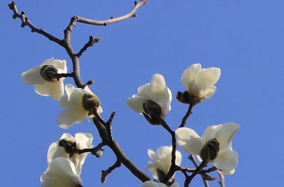 合肥市花——桂花（探秘合肥市的市花桂花）