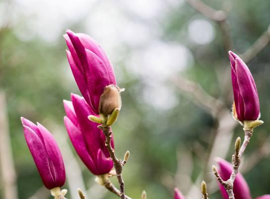 合肥市花——桂花（探秘合肥市的市花桂花）