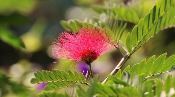 合欢花的开花时间和花期（一年开几次花）