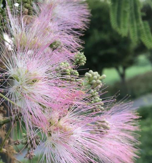 探秘合欢花的开花季节（合欢花开花的月份及特点）