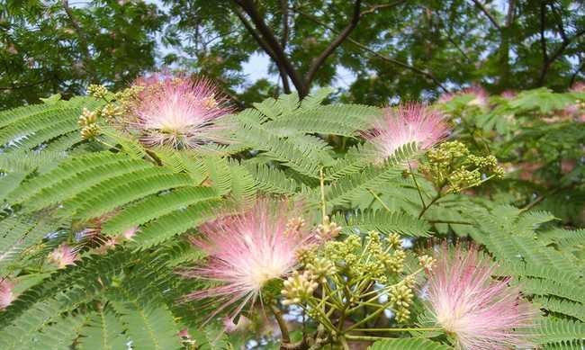 探秘合欢花的开花季节（合欢花开花的月份及特点）