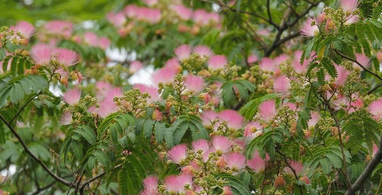 探秘合欢花的开花季节（合欢花开花的月份及特点）