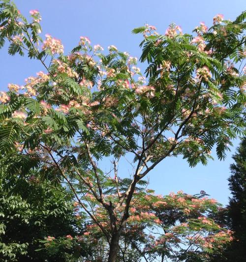 合欢树在家庭园艺中的种植与养护（合欢树能否成为您的私家园林之选）