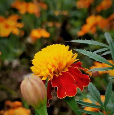 孔雀花的花语及寓意（探索孔雀花的秘密）