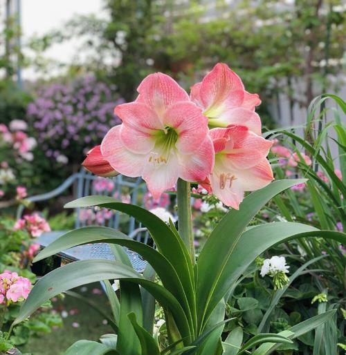 孔雀花的花语及寓意（探索孔雀花的秘密）