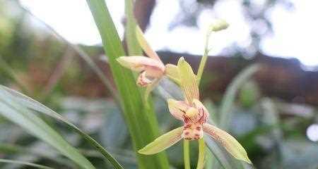 以兰草花的花语与意义（祝福与温暖的象征——以兰草花的花语）