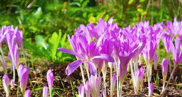 寻找和藏红花很像的花（探索相似花卉）