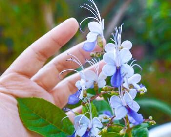 蓝蝴蝶花（传递爱与希望的蓝色使者）