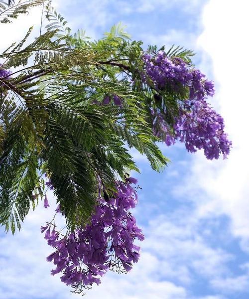 蓝花楹花语（蓝花楹花语是什么）