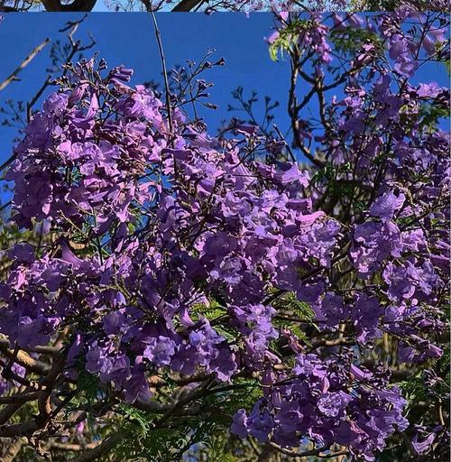 蓝花楹花语之美（探索蓝花楹花的象征意义与文化价值）