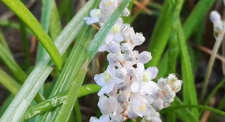 探究韭菜与其近似植物（探究韭菜与其近似植物）