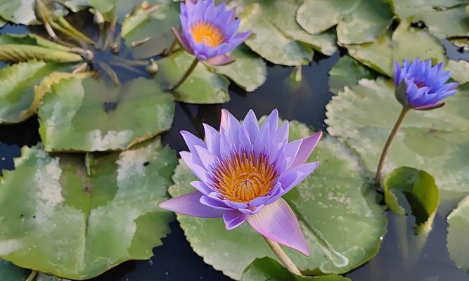 蓝莲花（以蓝莲花探究生命与希望的意义）