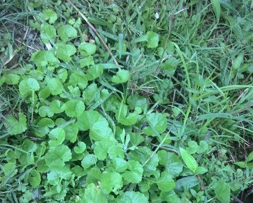 雷公根的草“双生兄弟”（揭秘雷公根草的形态特征及生长环境）