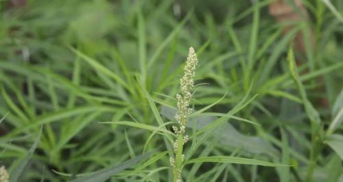 草中的迷雾-和芦蒿长得很像的神秘植物（发现本身的美丽-探索神秘的野生草）