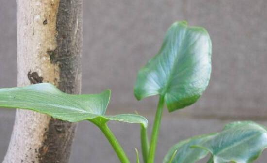 盛开在草原的美丽之花——蒲公英（了解蒲公英）