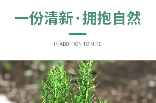 发现和迷迭香神似的植物（探索植物界的奇妙相似之处）