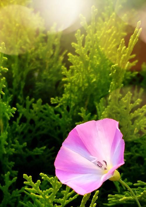 花园中的同花异名——牵牛花的近亲们（探索和牵牛花相似的美丽花卉及其特点）