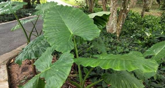 和芋头长得很像的植物——地瓜（了解地瓜的生长环境）