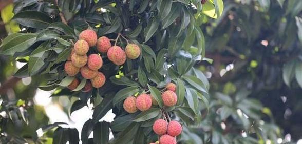 河北种荔枝可行吗（探讨河北地区荔枝种植的可行性及发展前景）