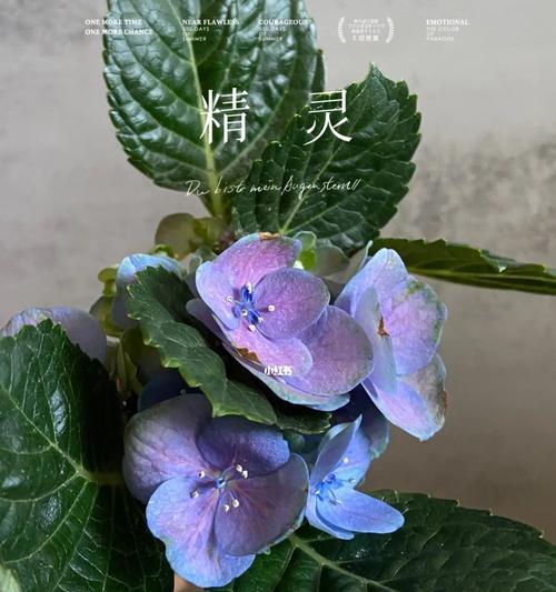 蓝色绣球花的花语（蓝色绣球花的美丽与寓意）