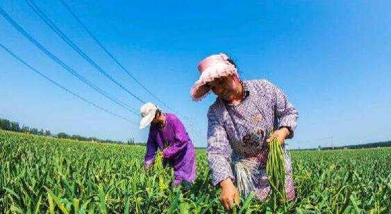 河南大蒜收获时间及注意事项（了解大蒜收获时间）