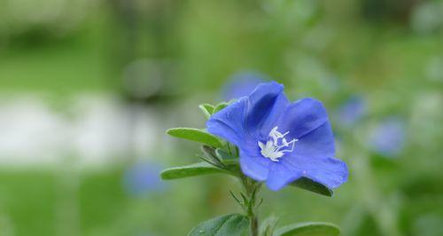 蓝星花的花语与寓意（探究蓝星花所代表的意义和象征）