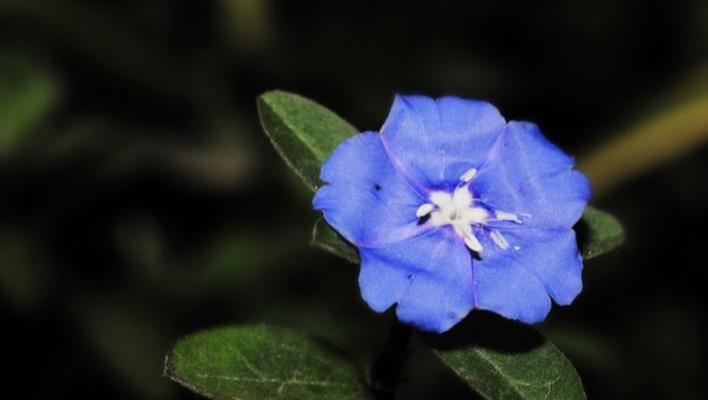 蓝星花的花语及其含义（探索蓝星花的美丽与寓意）