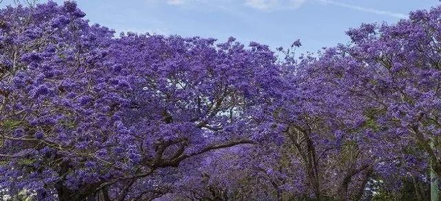 以蓝楹花花语的意义与传承（追寻蓝楹花的美丽与深意）