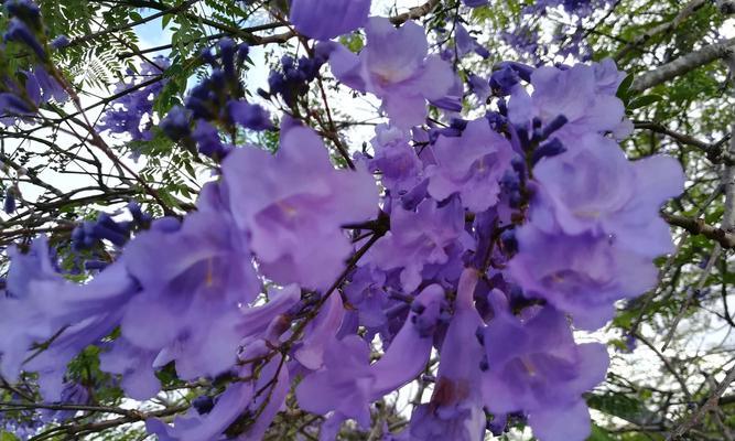 蓝楹花的花语及意义（探索蓝楹花的文化内涵与象征意义）