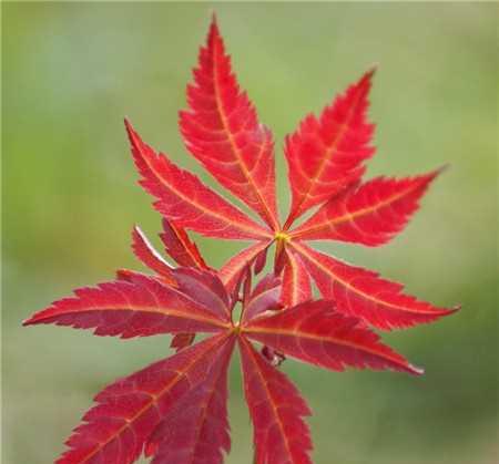 老虎花的花语与美丽（探寻老虎花的神秘符号与象征）