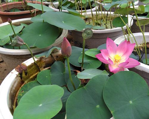 荷花与莲藕（探究荷花和莲藕的关系及其生长特点）