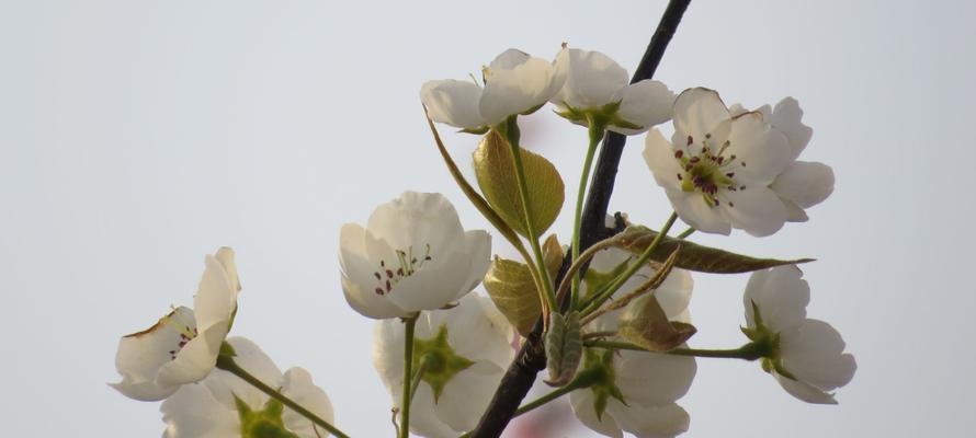 梨花盛开，花语传情（浪漫的梨花花语及其深刻寓意）