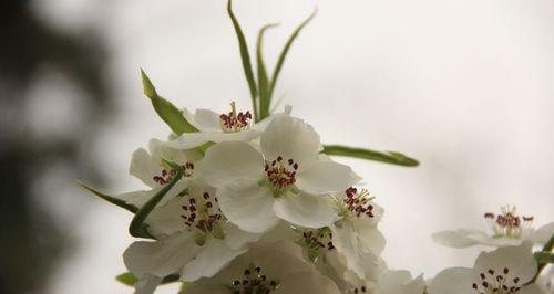 梨花的意义与象征（探寻梨花背后的文化与美学）