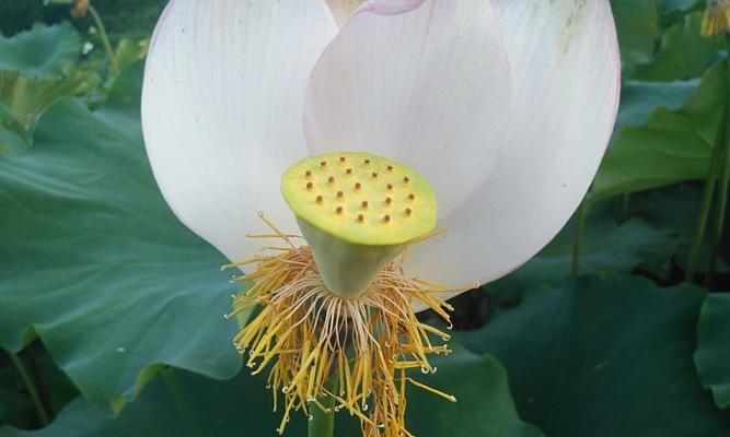 荷花开花结果的时间与条件剖析（几月开花结果）