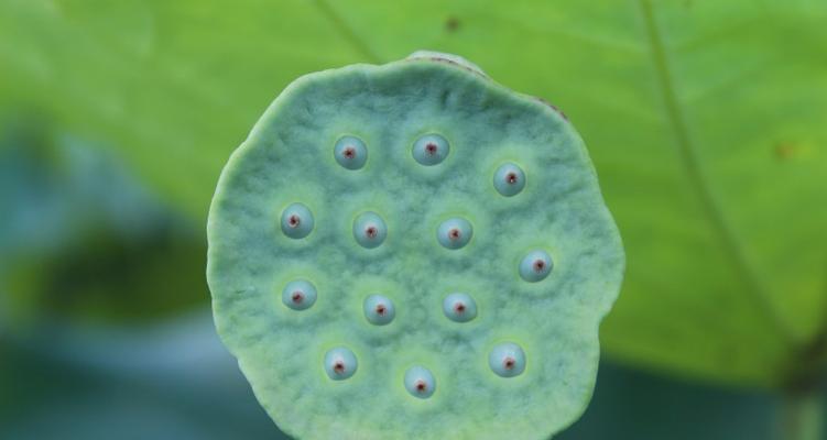 荷花的种子传播方式（探究荷花传播种子的奥秘）