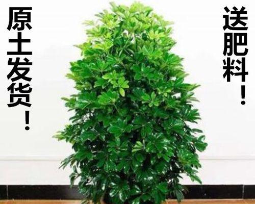 荷花的净化空气和吸甲醛的作用（探究荷花对室内环境的改善）