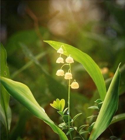 铃兰花（探索铃兰花的神秘和美丽）