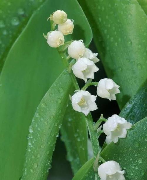 铃兰花的花语及其传承之美（铃兰花）