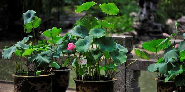 荷花过冬指南（荷花怕冻吗）