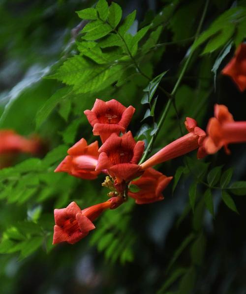 凌霄花的花语与寓意（探寻凌霄花的隐含信息和象征意义）