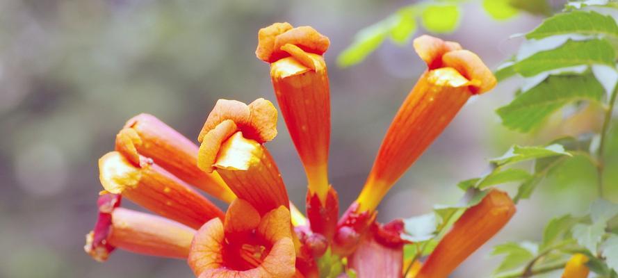 凌霄花的花语与寓意（探寻凌霄花的隐含信息和象征意义）