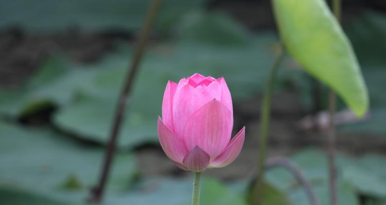 荷花为什么怕太阳晒（探究荷花对阳光的敏感度以及保护方法）