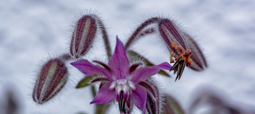 以琉璃苣花语的美丽寓意（探索以琉璃苣花语的深层内涵）