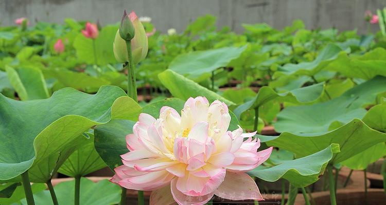 荷花的生长环境与适应条件（探究荷花的生存之道）