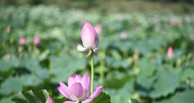 荷花的生长环境与适应条件（探究荷花的生存之道）